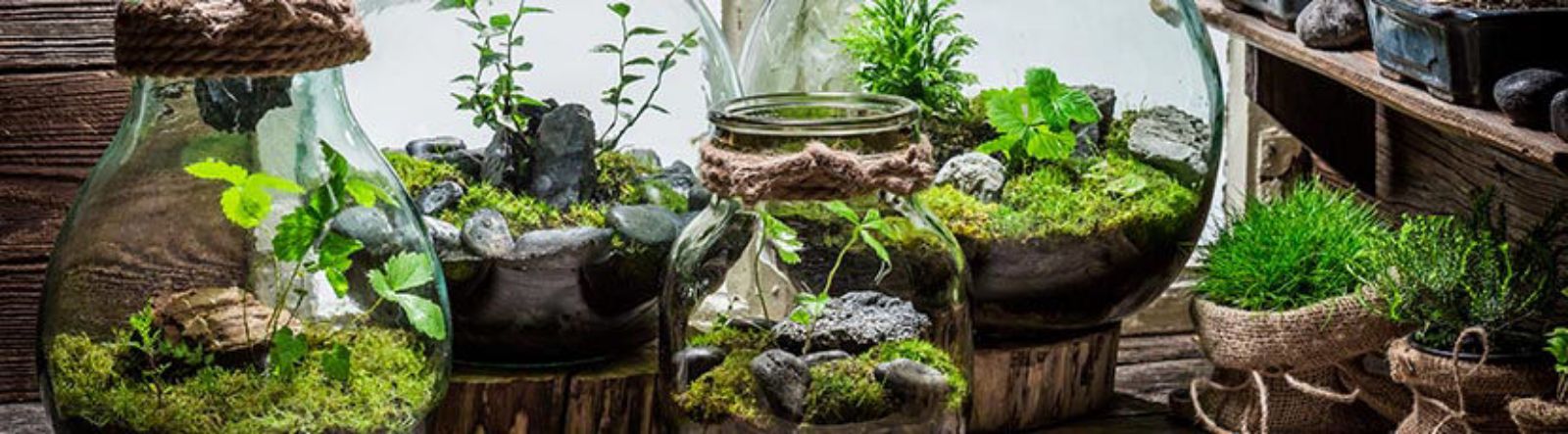 Comment faire un terrarium de plantes ?